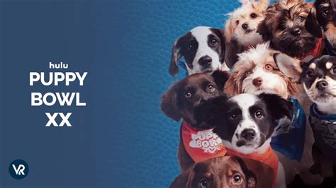 Puppy Bowl 2024 Watch Online Png